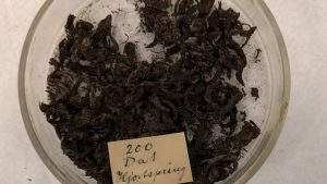 Små tjärfärgade repstumpar på ett fat.