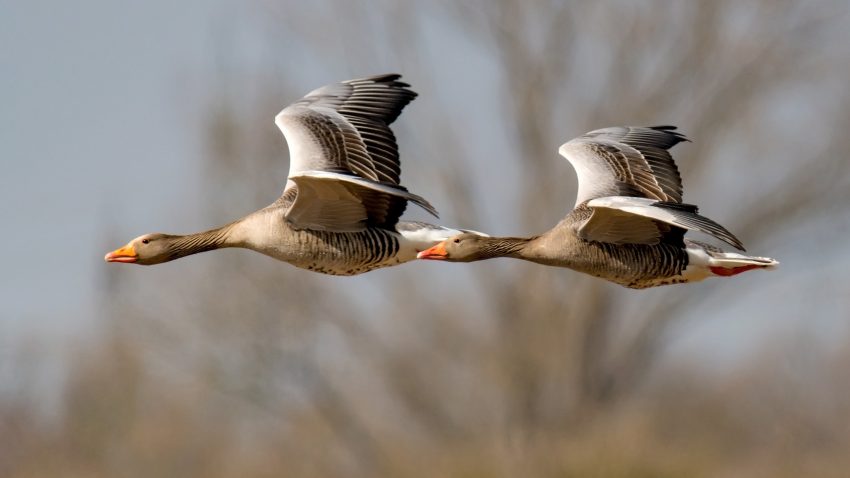 Två gäss flyger