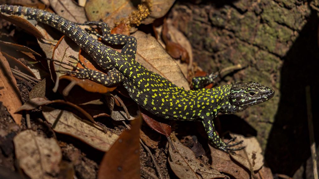 Ödla kryper på löv.