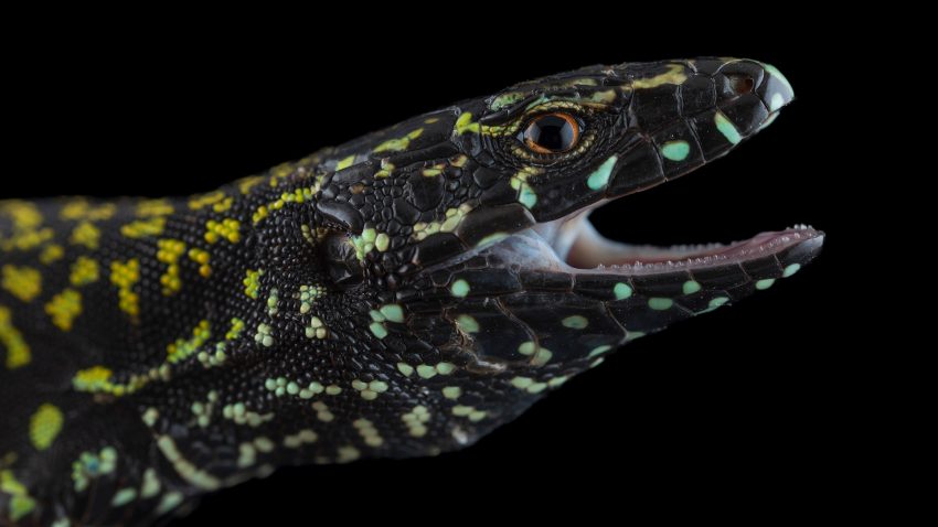 Närbild på den grönmönstrade ödlan.