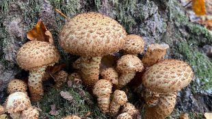 Bruna svampar med rund topp.