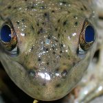 Groda med stora blå ögon. I mitten syns en punkt- en rest av hjässögat.