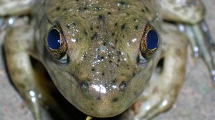 Groda med stora blå ögon. I mitten syns en punkt- en rest av hjässögat.