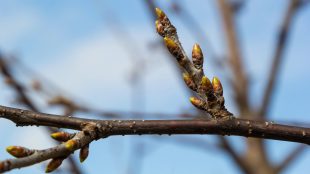 Knoppar som inte slagit ut.