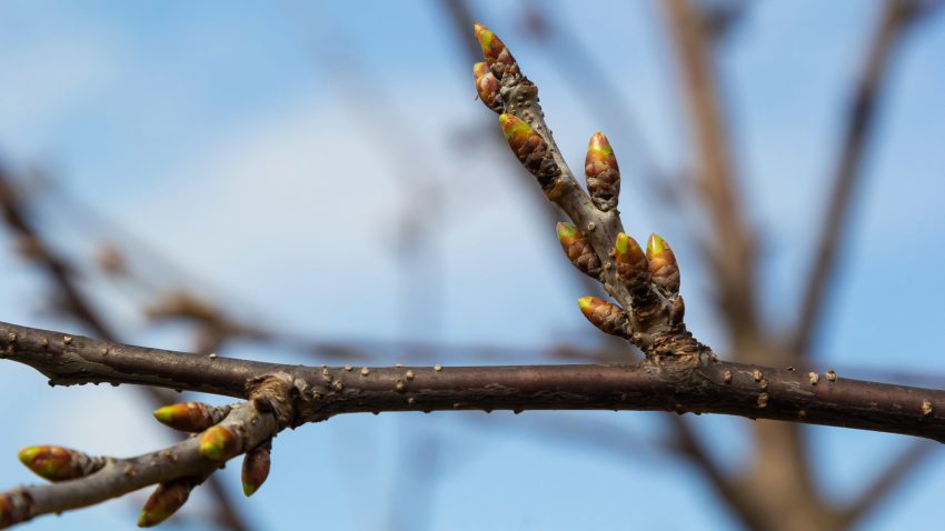 Knoppar som inte slagit ut.