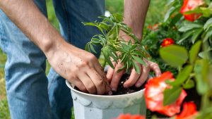 Man planterar en växt i en kruka.