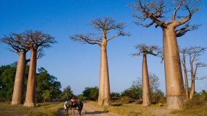 Träd med enorma stammar och kal trädkrona.