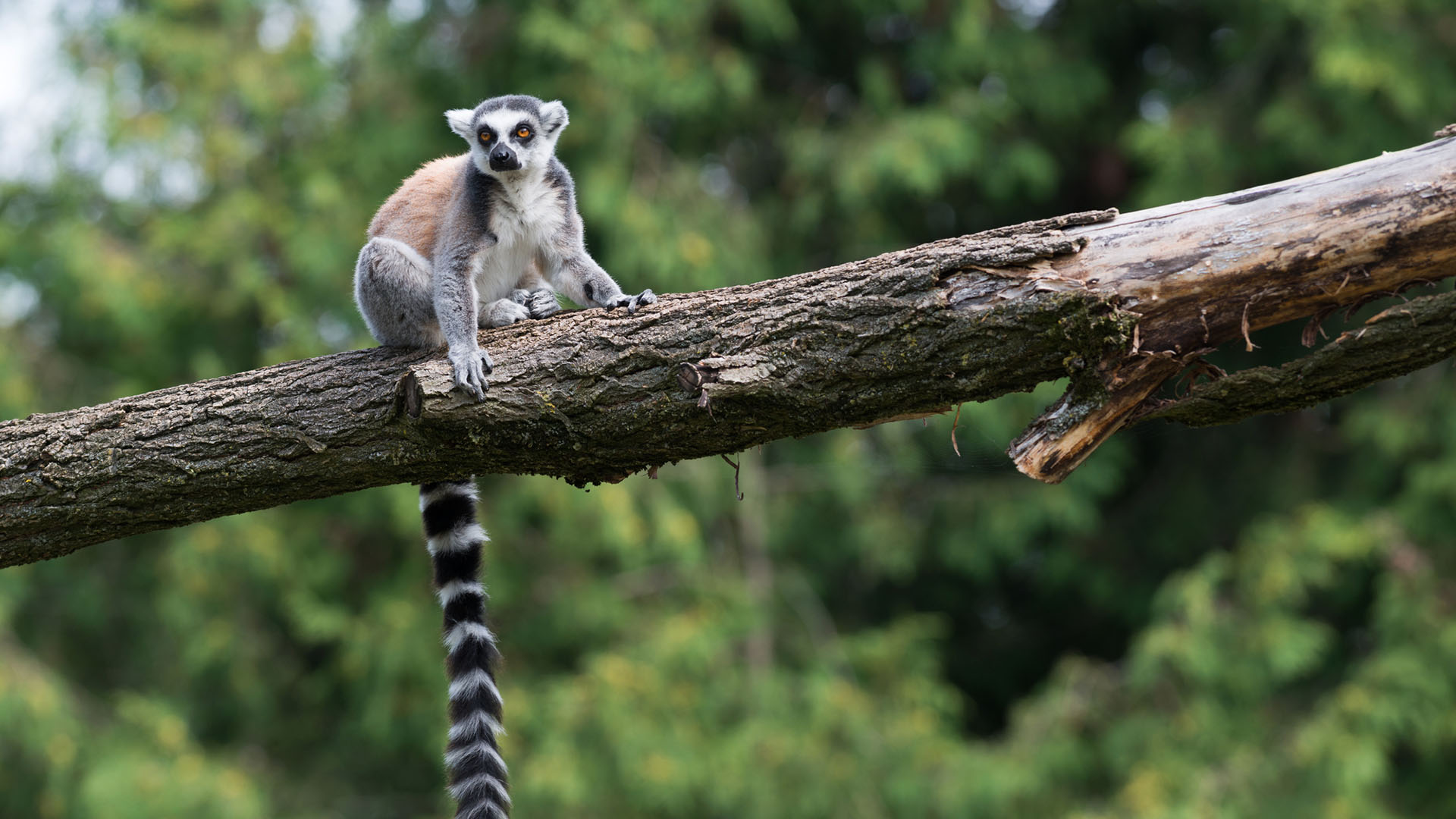 Lemur med randig svartvit svans sitter på en trädgren i skog.