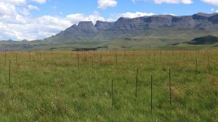 Område med gräs och berg i bakgrunden.