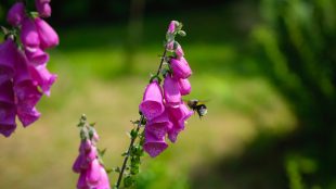 Humla på väg till trädgårdsväxt.