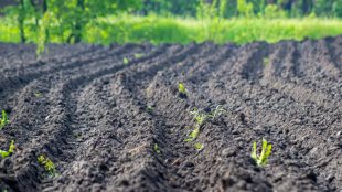 Åker som plöjts och späda gröna plantor.