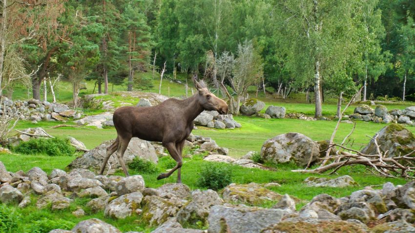 Älg springer i stenigt skogslandskap.