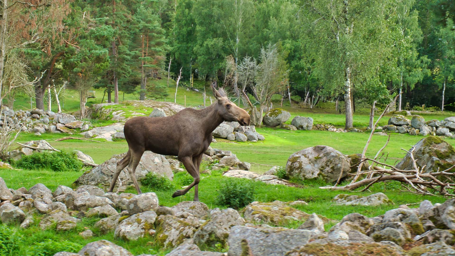 Älg springer i stenigt skogslandskap.