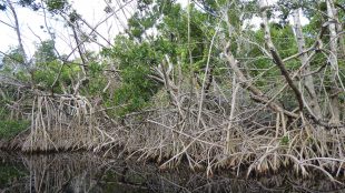 Träd med rötter som växer nära vatten.