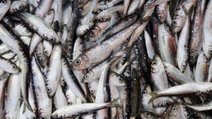 En stor mängd sill som fiskats.