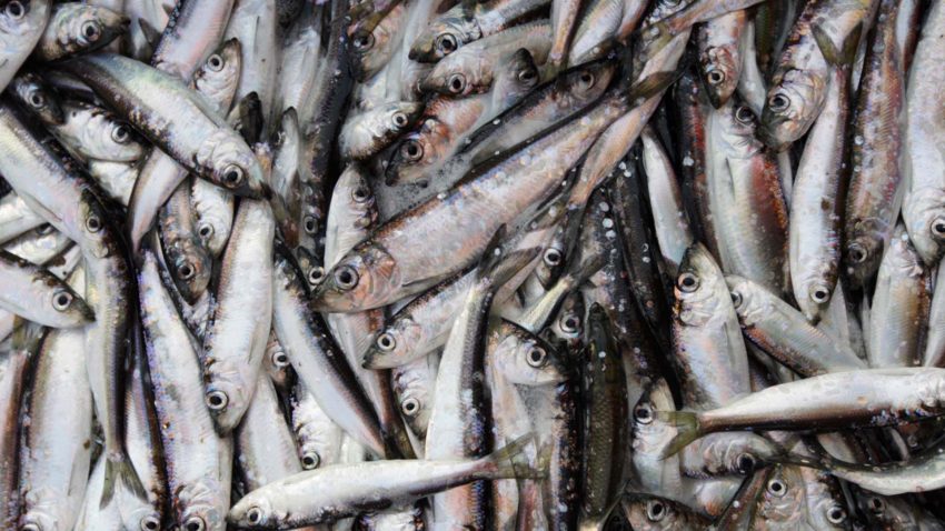 En stor mängd sill som fiskats.