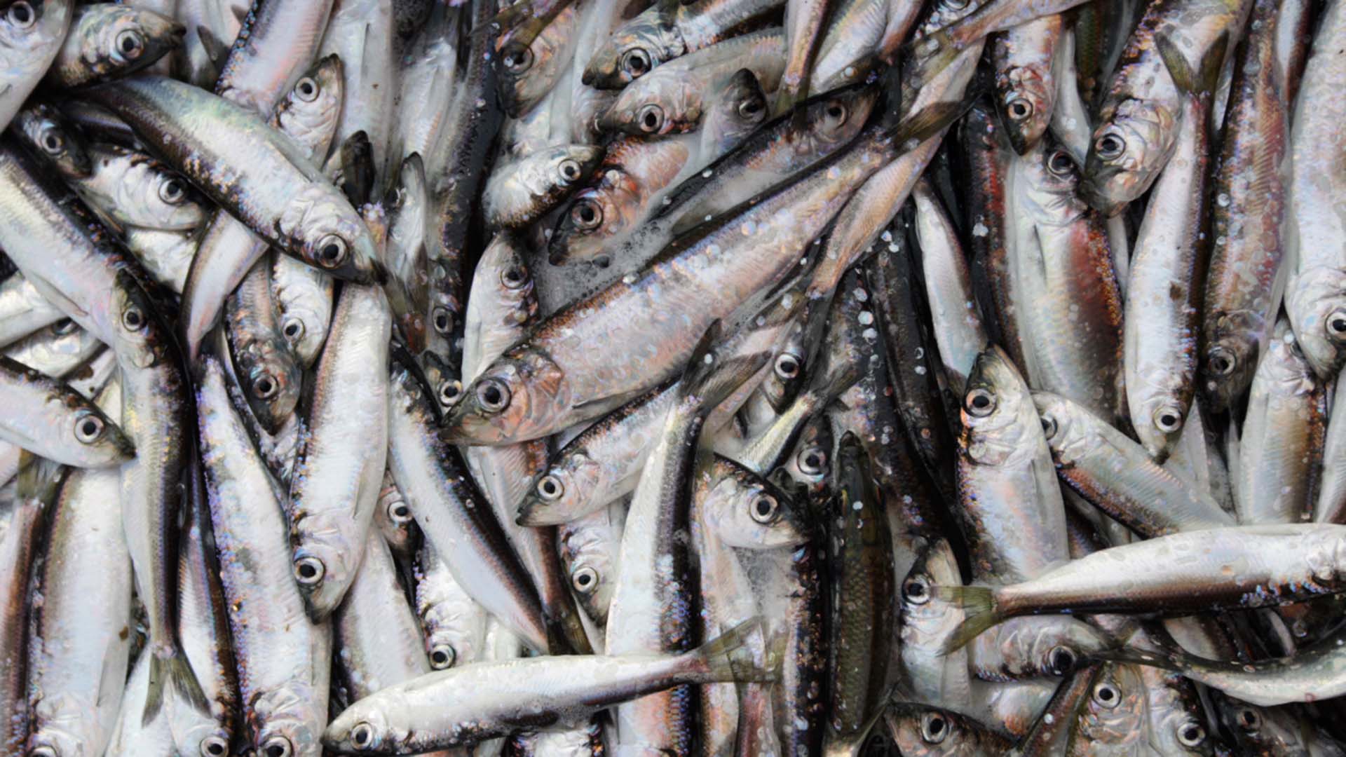 En stor mängd sill som fiskats.