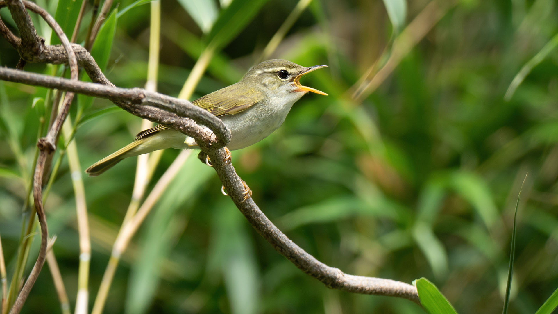 Fågel med grågula vingar sitter på en gren.