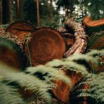 Nedsågade trädstammar ligger på hög i skogsmiljö.