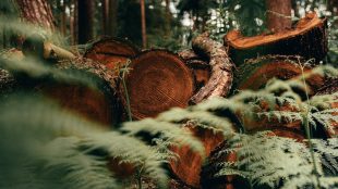 Nedsågade trädstammar ligger på hög i skogsmiljö.