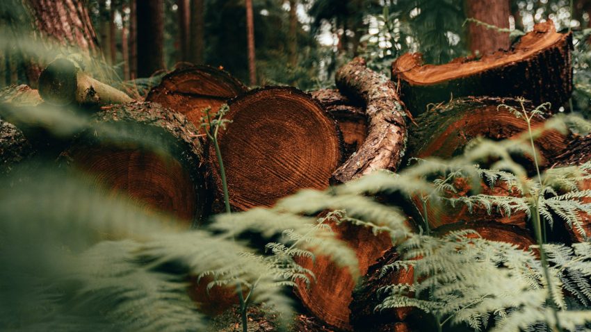 Nedsågade trädstammar ligger på hög i skogsmiljö.