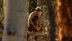 En man med hjälm och visir sågar i ett liggande träd med motorsåg, i skog.