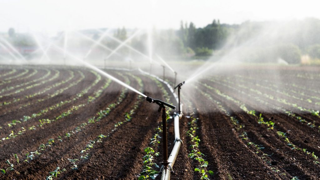 Vatten sprutas över odlingar, från rör.