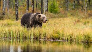 Brunbjörn står i gulgrön vegetation invid vattendrag.