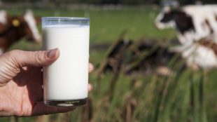 Hand håller i ett glas med komjölk. Äng och ko i bakgrunden.