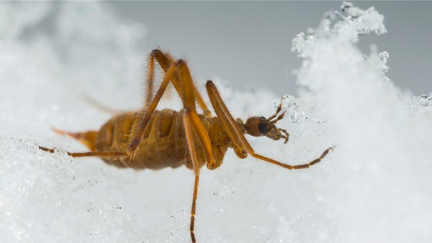 Brun insekt kryper på is