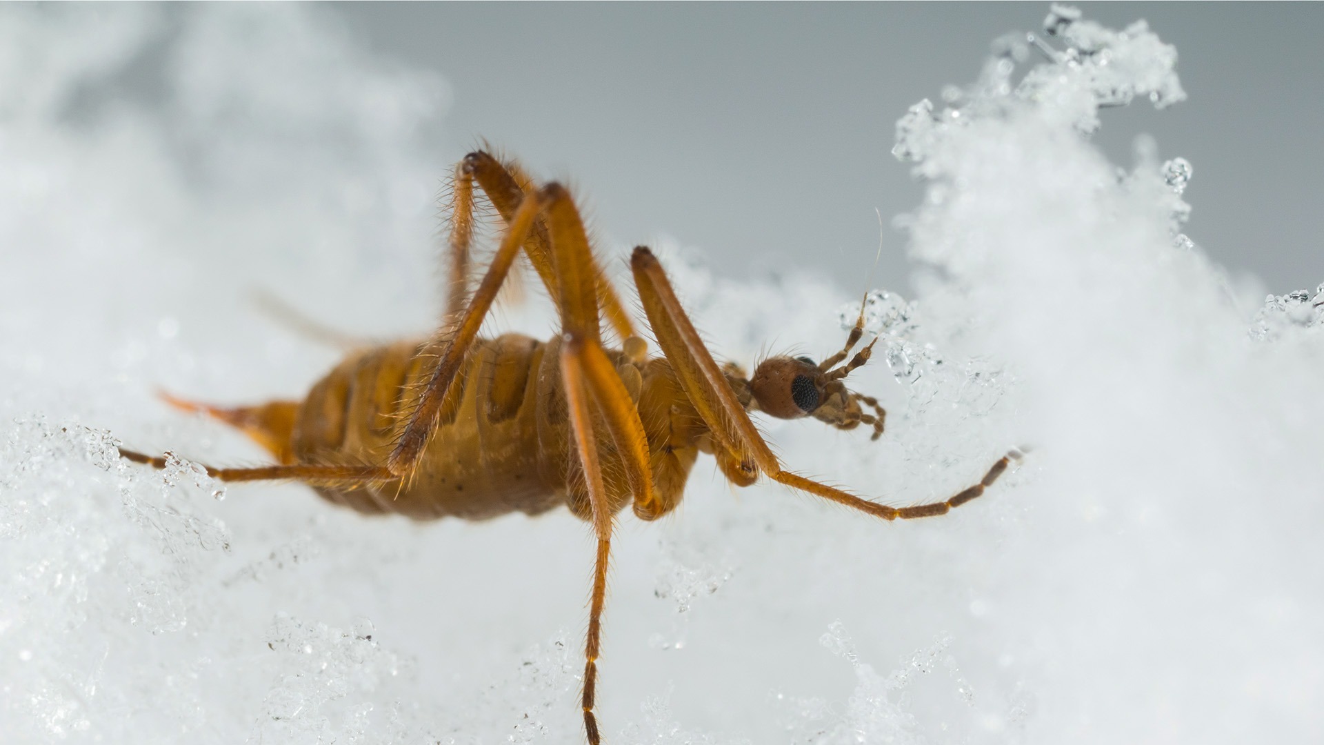 Brun insekt kryper på is