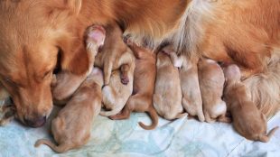 Nio nyfödda Golden retriever-valpar diar, liggande på en bädd.