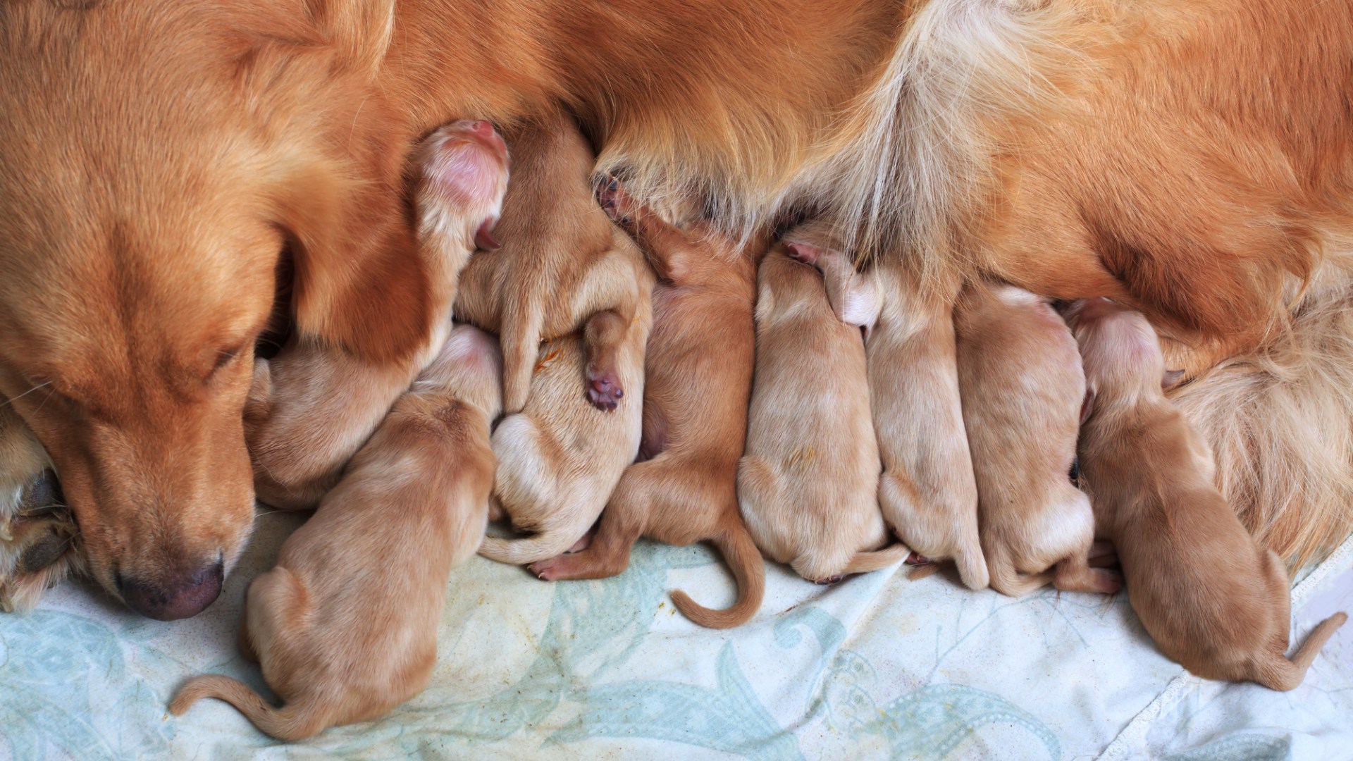 Nio nyfödda Golden retriever-valpar diar, liggande på en bädd.
