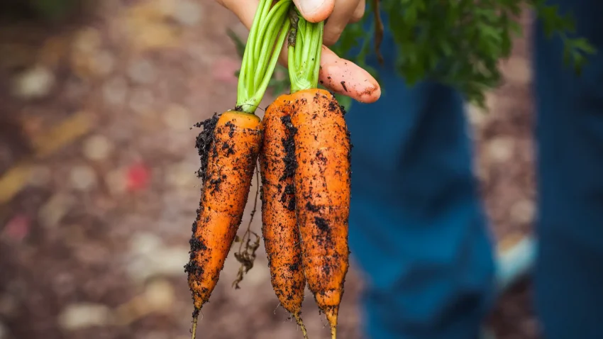 En hand håller i blasten till tre jordiga, nyskördade, morötter.