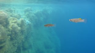 Två fiskar simmar i blått vatten.