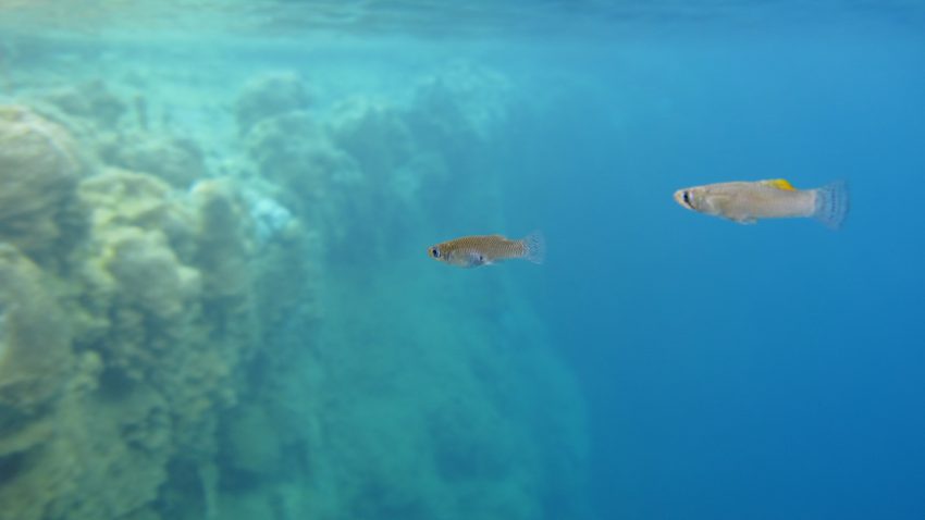 Två fiskar simmar i blått vatten.