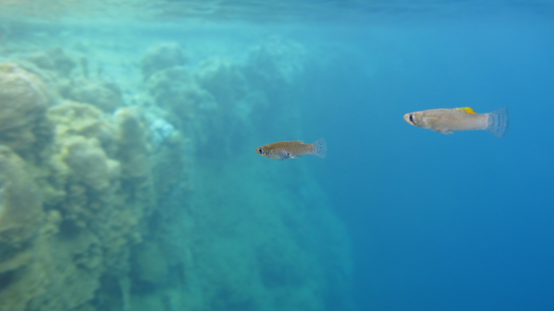 Två fiskar simmar i blått vatten.