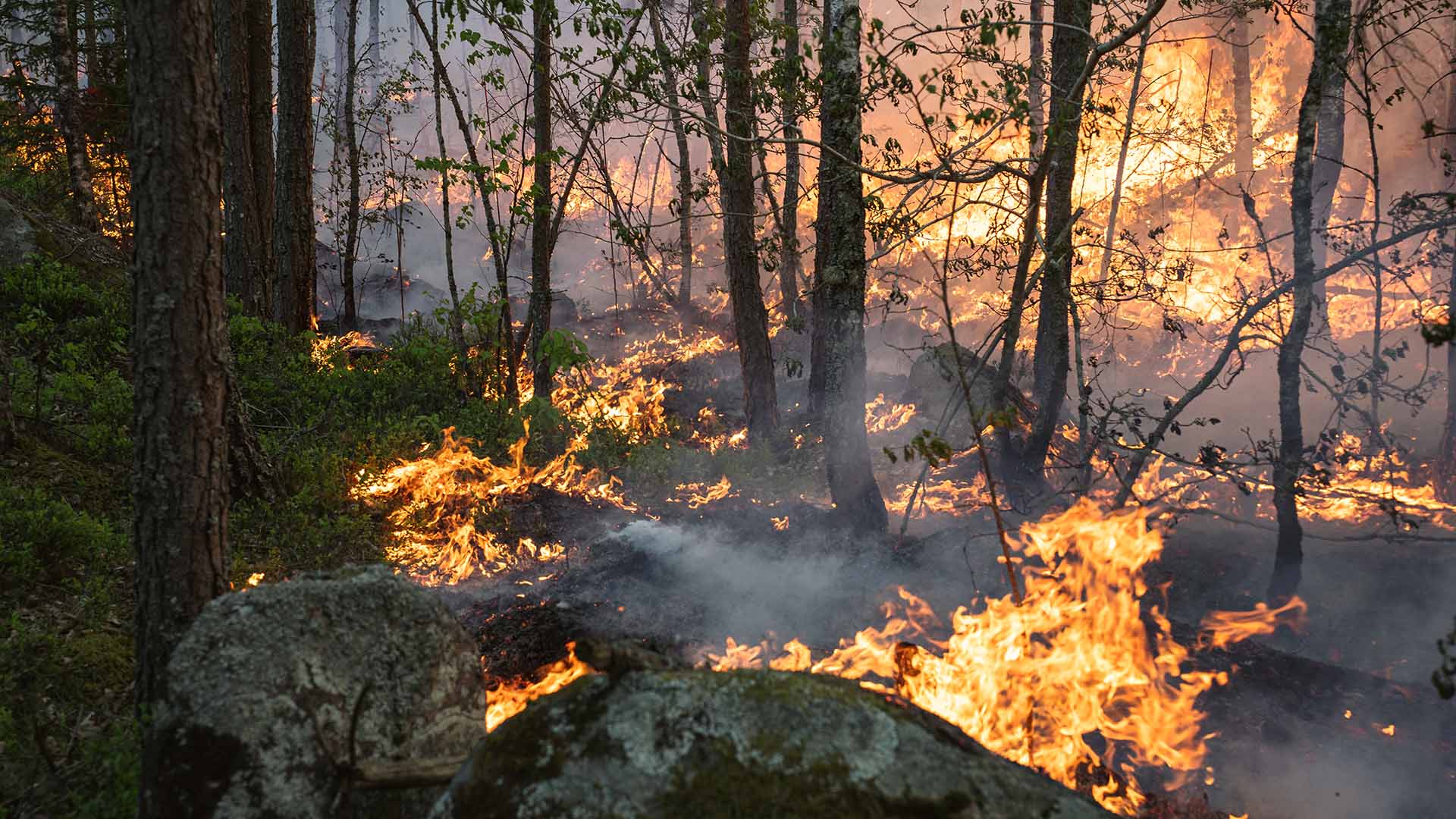 Brand och rök över stenar och träd