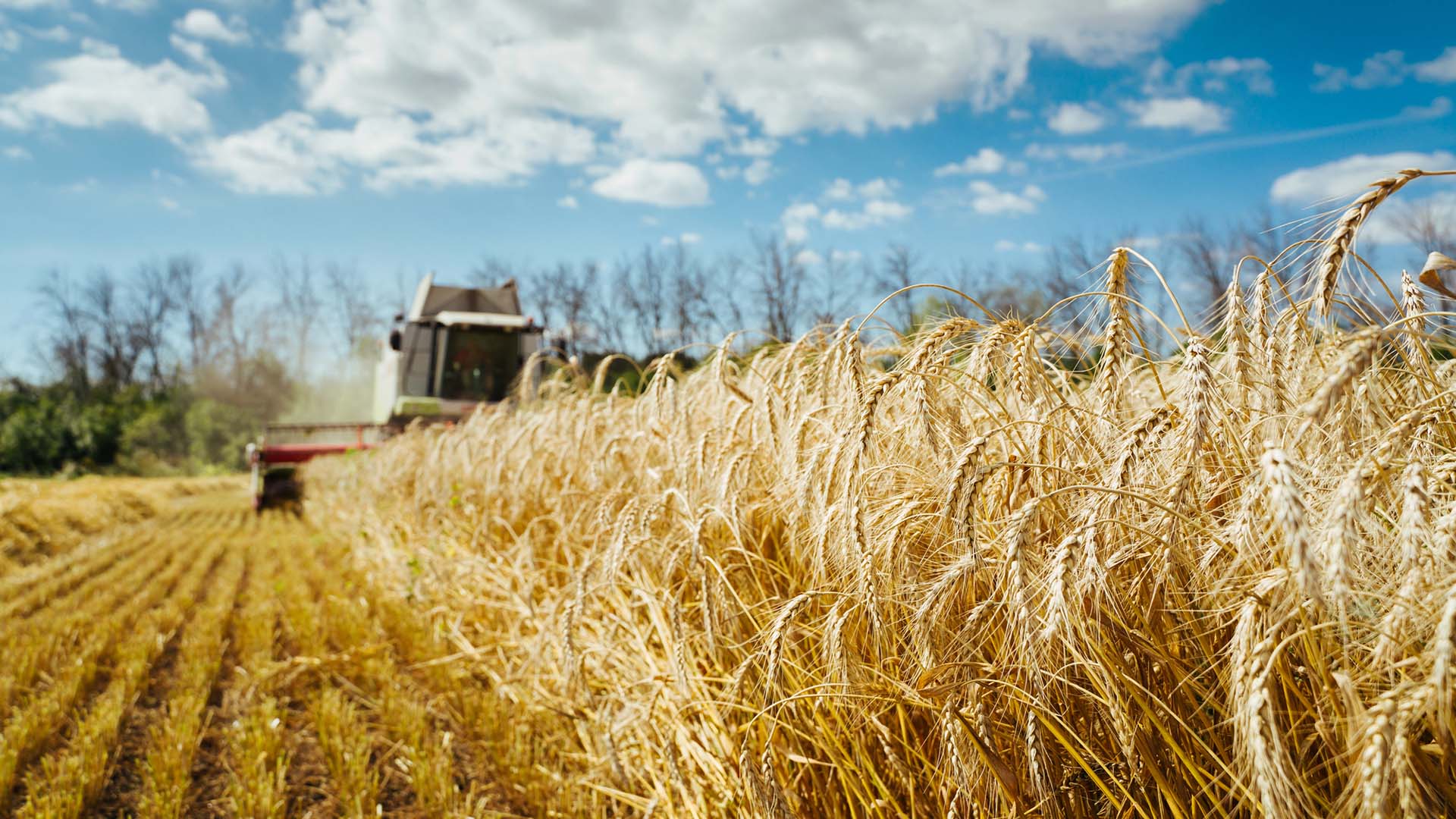 Traktor vid en spannmålsodling.