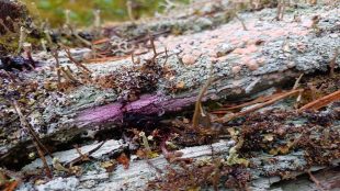 multnande träd med svamp på.