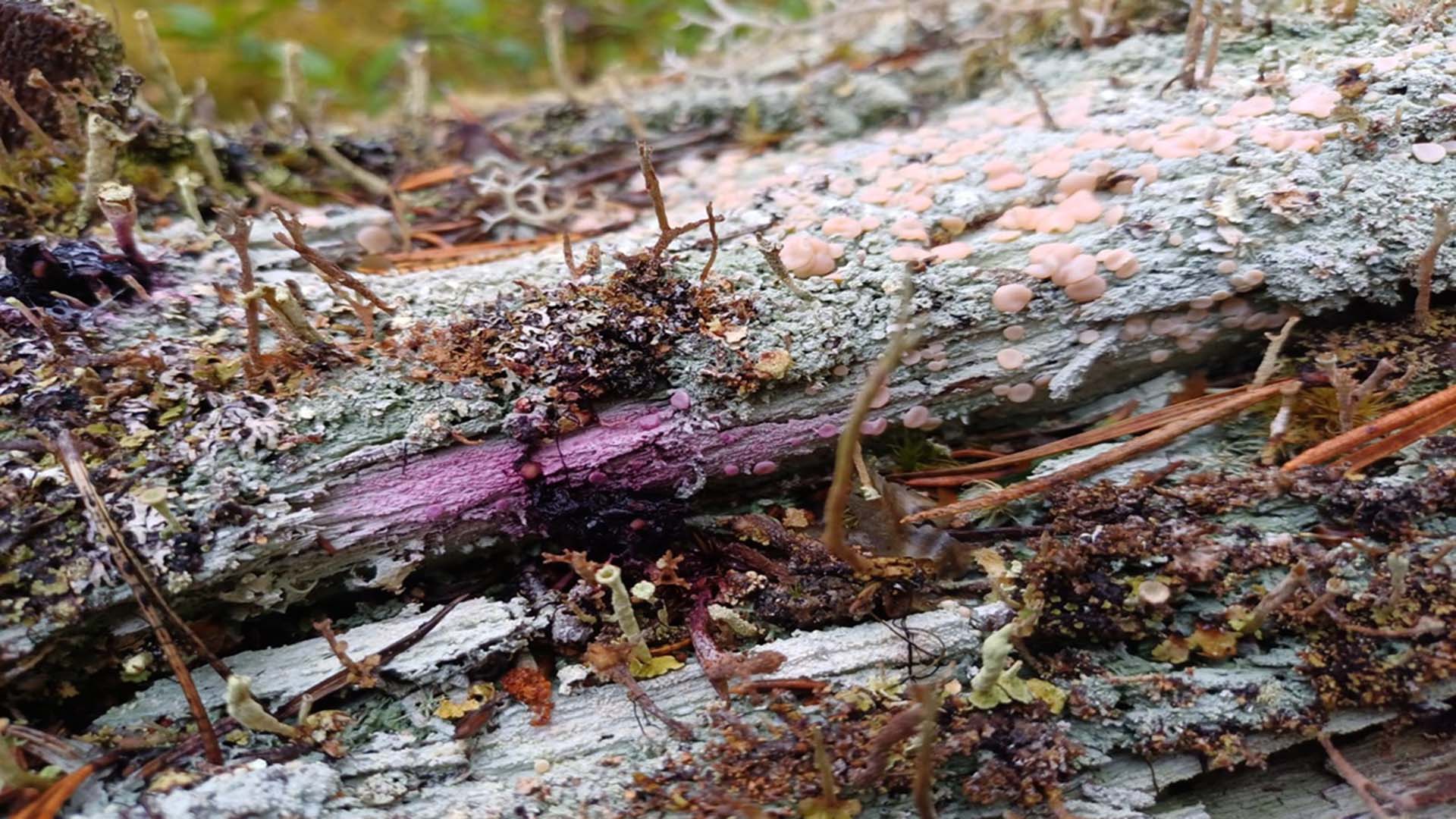 multnande träd med svamp på.