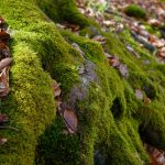 Mossa på rötter i skog, torra löv på marken.
