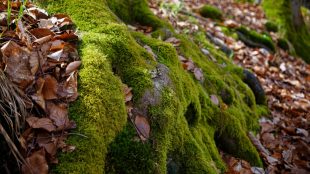 Mossa på rötter i skog, torra löv på marken.