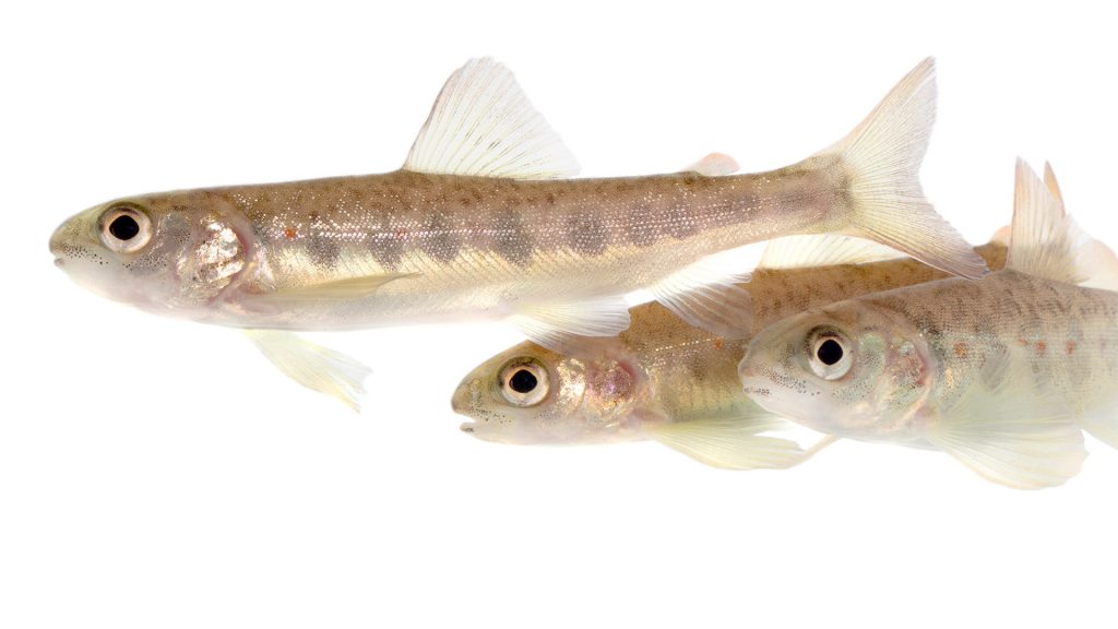 Tre juvenila laxar immar bredvid varandra.