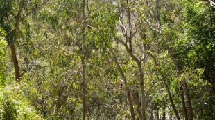 Tätt område med eukalyptusträd.