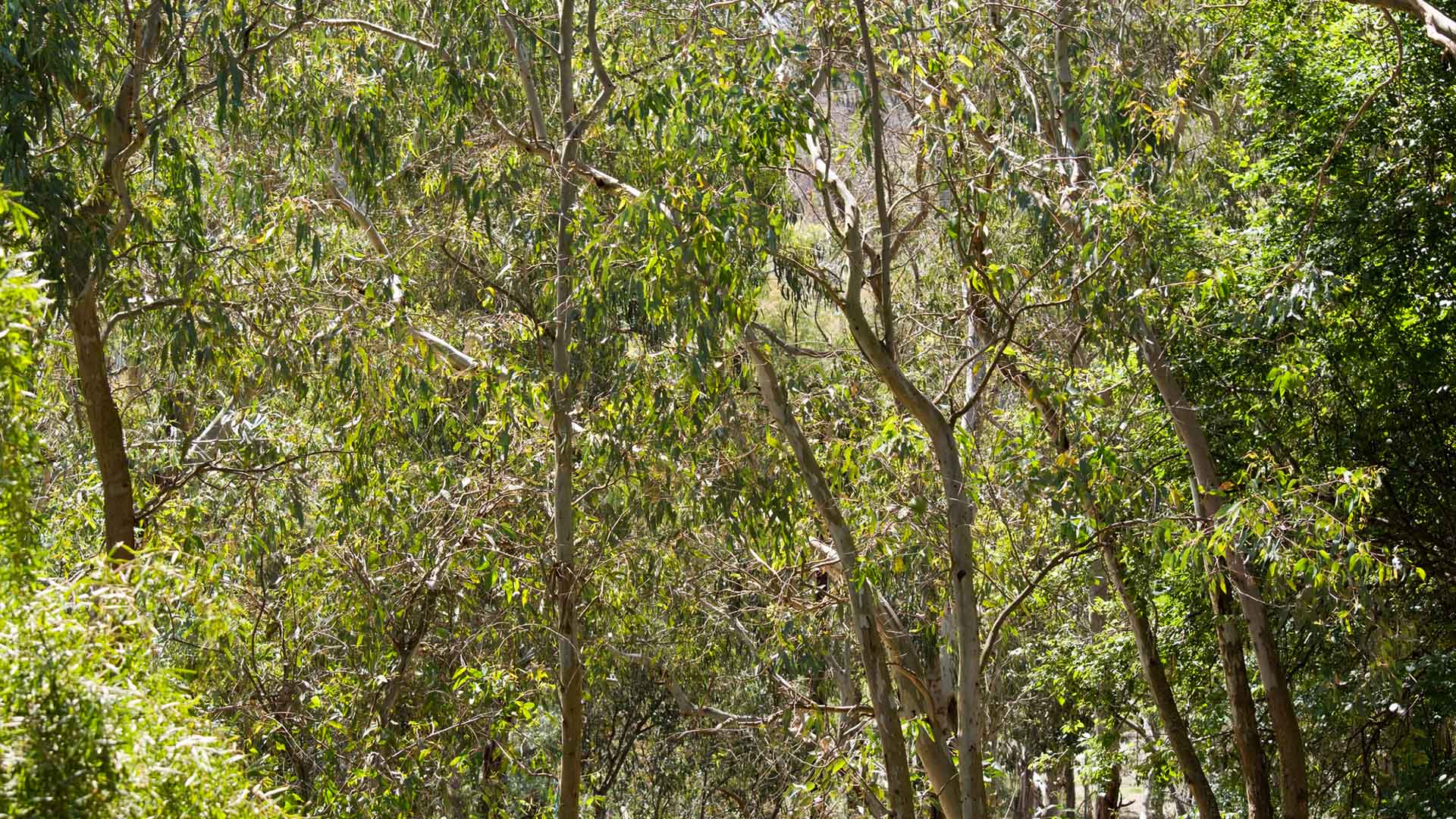 Tätt område med eukalyptusträd.