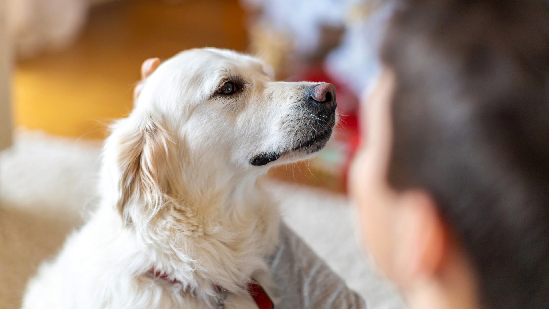 Hund tittar på sin ägare