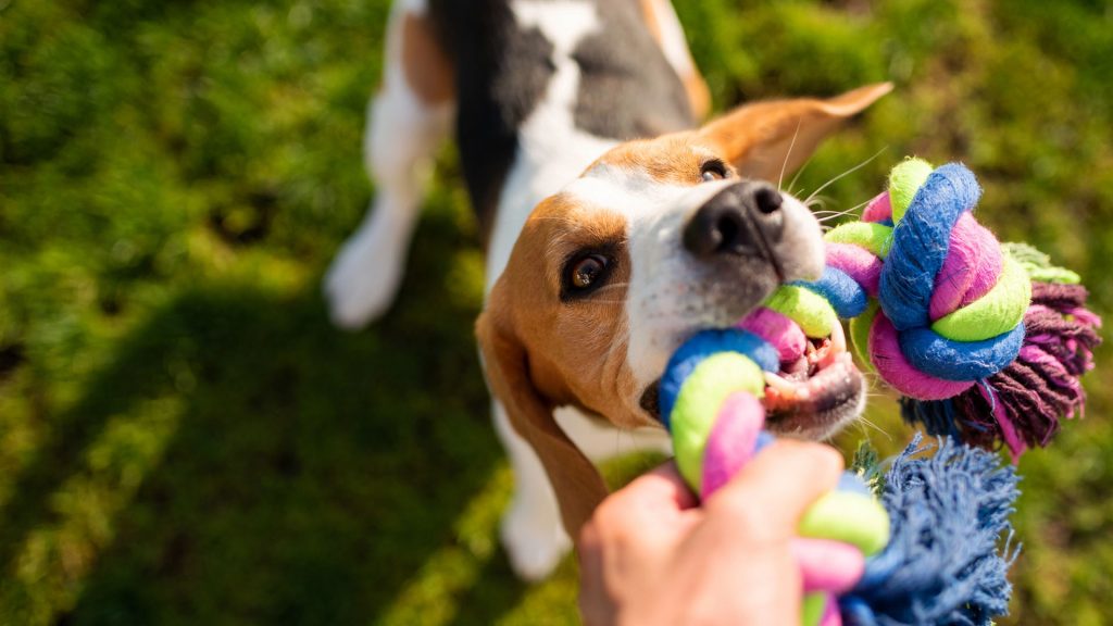 Hund drar i ett färgglatt rep.
