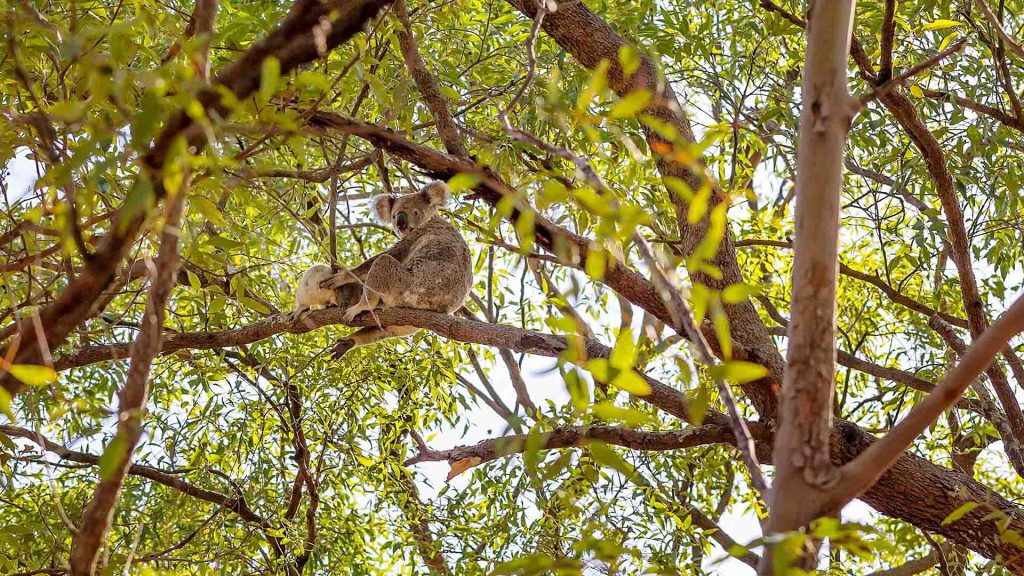Koala med unge i ett träd.