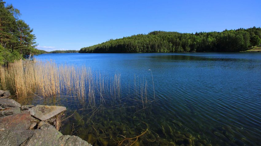 Vätterns blåa vatten syns från strandkant med vass.